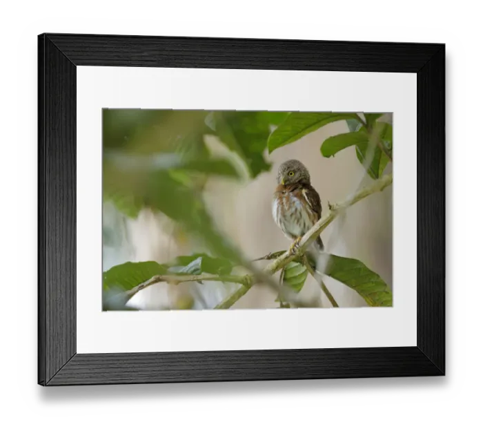 Framed Print : Central American Pygmy-Owl Framed Print : Central American Pygmy-Owl