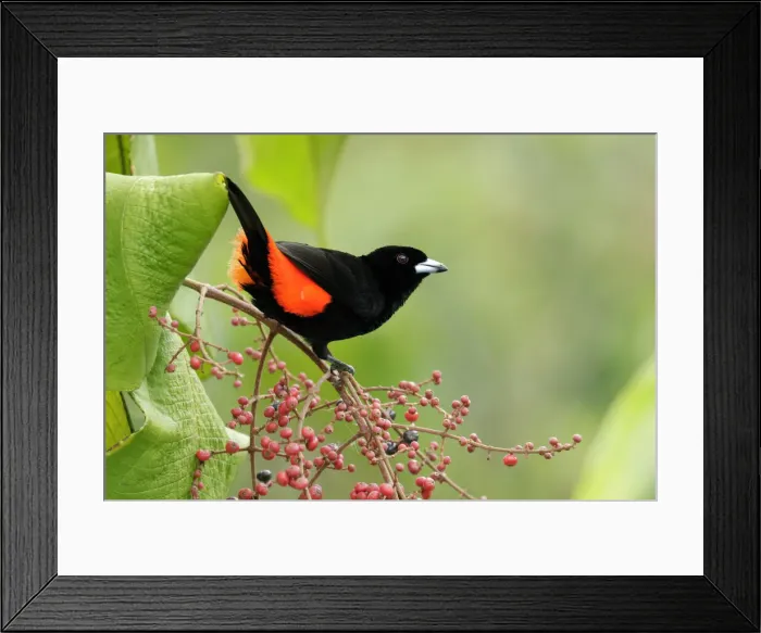 Framed Print : Passerinis Tanager