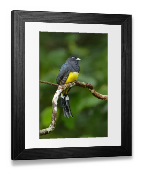 Framed Print : Black-headed Trogon Framed Print : Black-headed Trogon