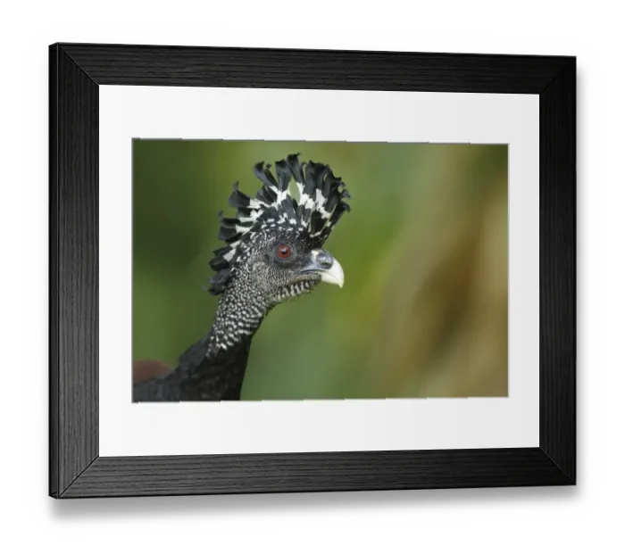 Framed Print : Female Great Curassow (Crax rubra) Framed Print : Female Great Curassow (Crax rubra)