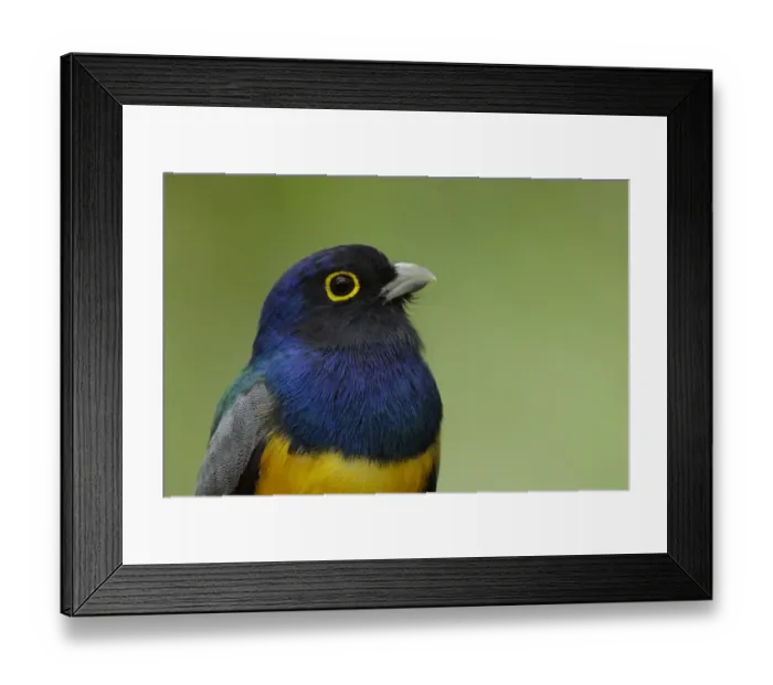 Framed Print : Gartered Trogon (Trogon caligatus) headshot