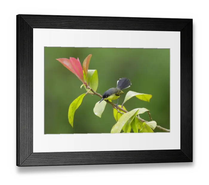 Framed Print : Common Tody-Flycatcher Framed Print : Common Tody-Flycatcher