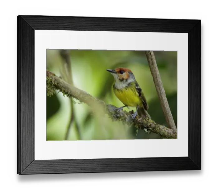 Framed Print : Rufous-crowned Tody-Flycatcher (Poecilotriccus ruficeps) Framed Print : Rufous-crowned Tody-Flycatcher (Poecilotriccus ruficeps)