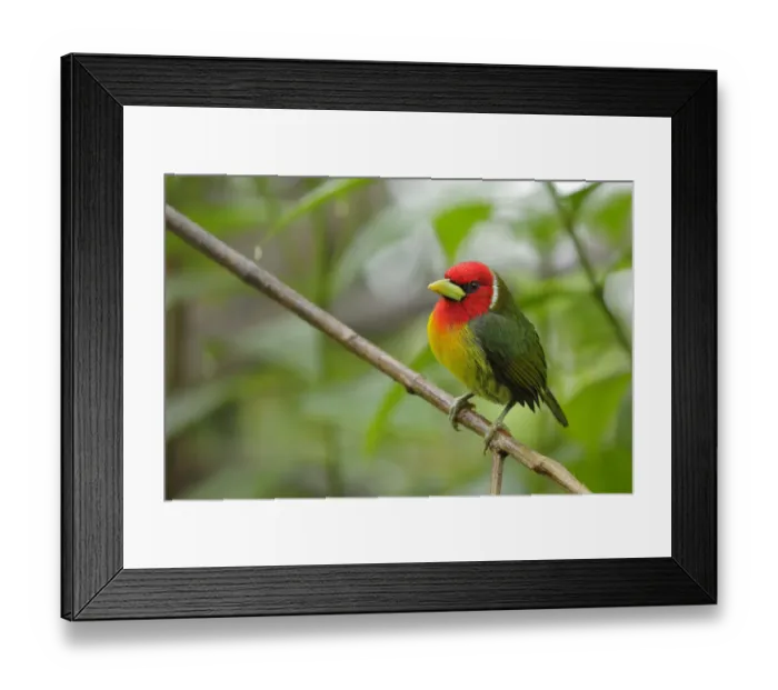 Framed Print : Red-headed Barbet male (Eubucco bourcierii) Framed Print : Red-headed Barbet male (Eubucco bourcierii)