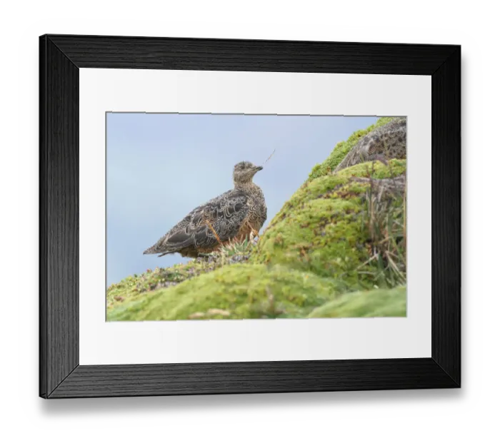 Framed Print : Rufous-bellied Seedsnipe (Attagis gayi) foraging f
