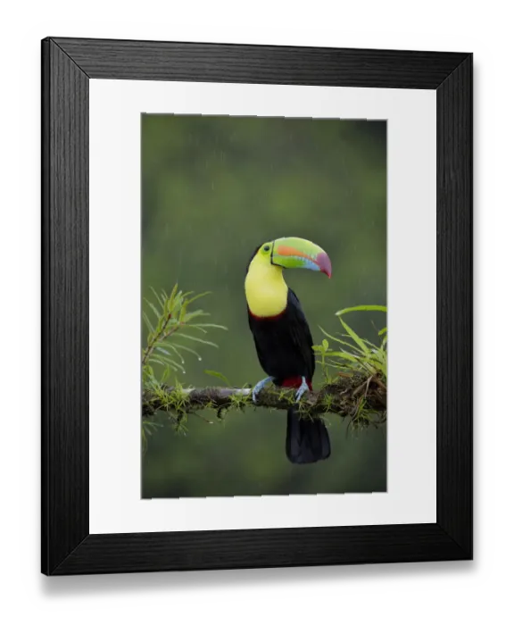 Framed Print : Keel-billed Toucan