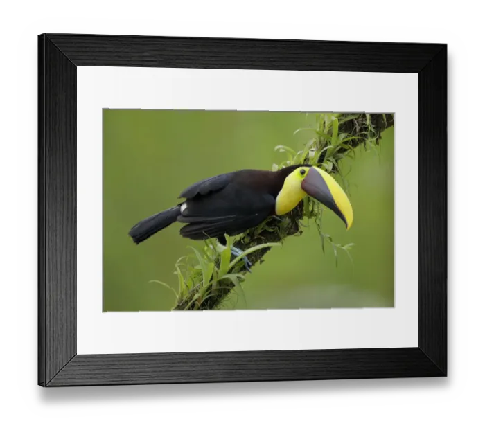 Framed Print : Yellow-throated Toucan Framed Print : Yellow-throated Toucan