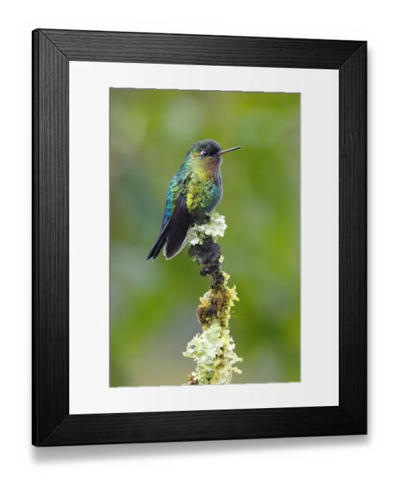 Framed Print : Fiery-throated hummingbird (Panterpe insignis) Framed Print : Fiery-throated hummingbird (Panterpe insignis)