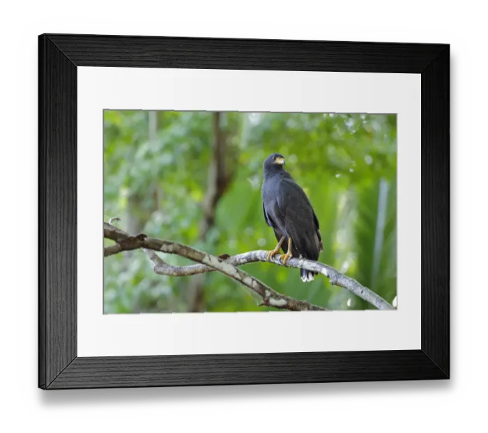 Framed Print : Common Black-Hawk Framed Print : Common Black-Hawk