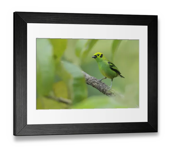 Framed Print : Emerald Tanager Framed Print : Emerald Tanager