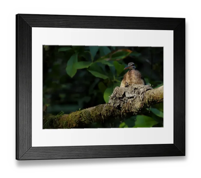 Framed Print : Sunbittern (Eurypyga helias) Framed Print : Sunbittern (Eurypyga helias)