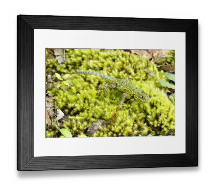 Framed Print : Green spiny lizard (Sceleporus malachiticus) Framed Print : Green spiny lizard (Sceleporus malachiticus)