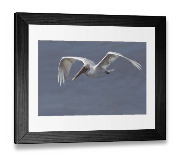 Framed Print : Leucistic brown pelican Framed Print : Leucistic brown pelican