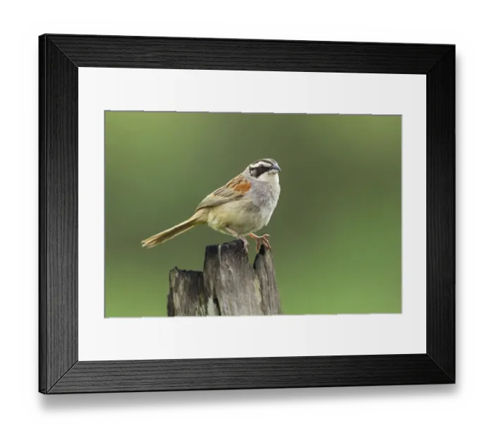 Framed Print : Stripe-headed Sparrow Framed Print : Stripe-headed Sparrow