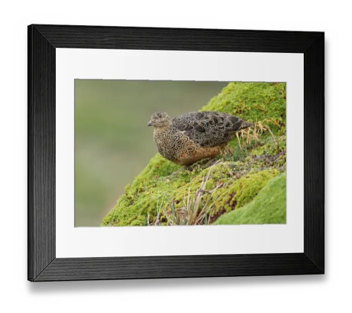 Framed Print : Rufous-bellied Seedsnipe Framed Print : Rufous-bellied Seedsnipe
