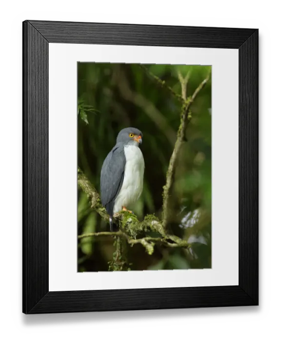 Framed Print : Semiplumbeous Hawk (Leucopternis semiplumbeus) Framed Print : Semiplumbeous Hawk (Leucopternis semiplumbeus)