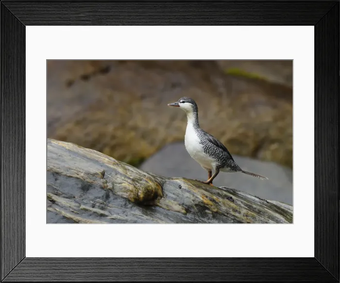 Framed Print : Torrent Duck Framed Print : Torrent Duck