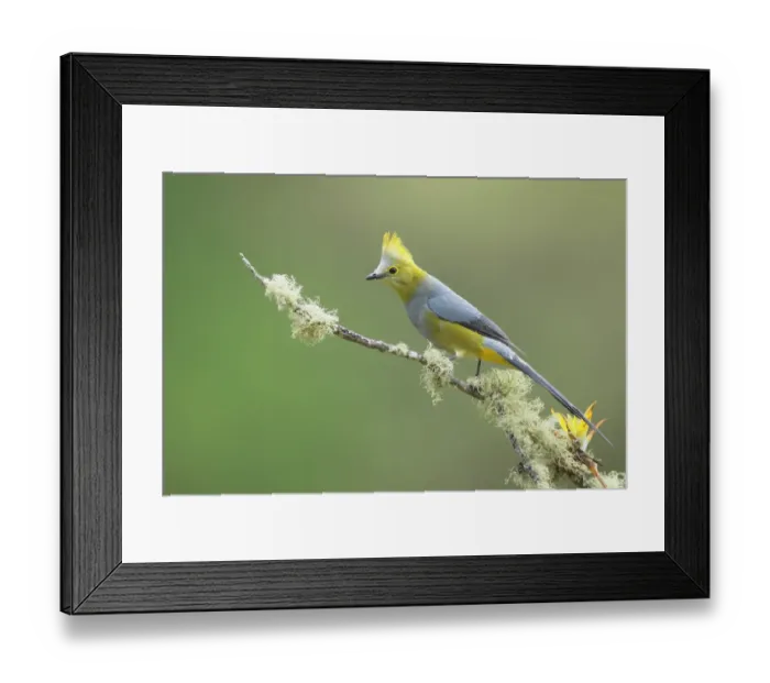 Framed Print : Long-tailed Silky-flycatcher Framed Print : Long-tailed Silky-flycatcher