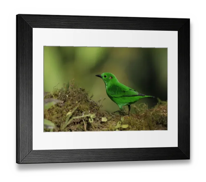 Framed Print : Glistening Green Tanager (Chlorochrysa phoenicotis) Framed Print : Glistening Green Tanager (Chlorochrysa phoenicotis)