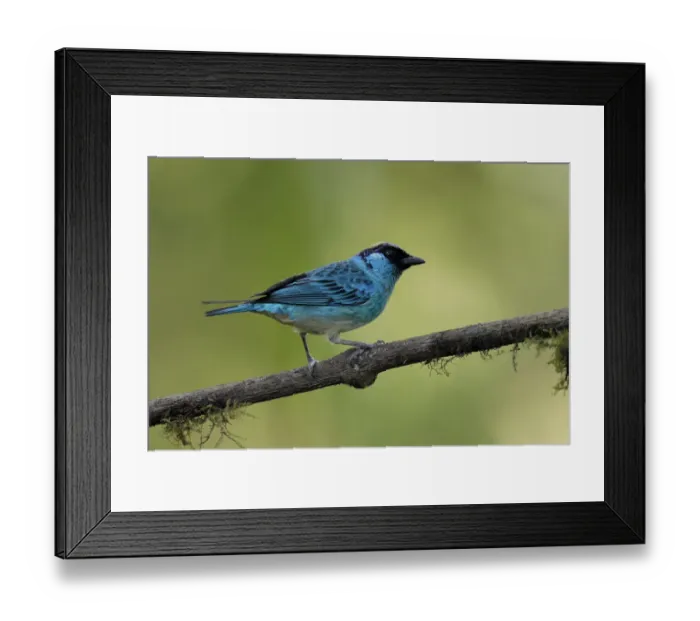 Framed Print : Golden-naped Tanager (Tangara ruficervix) resting on branch, Ecuador