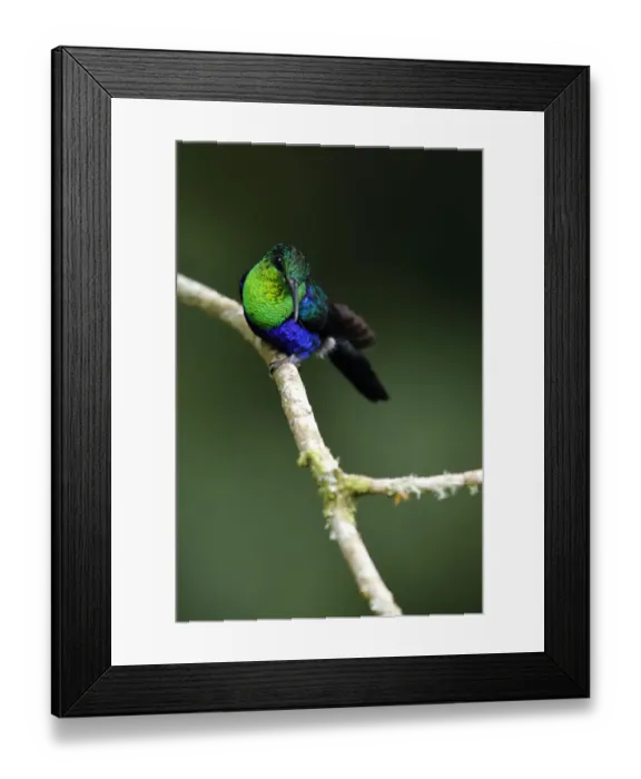 Framed Print : Fork-tailed Woodnymph (Thalurania furcata) Framed Print : Fork-tailed Woodnymph (Thalurania furcata)