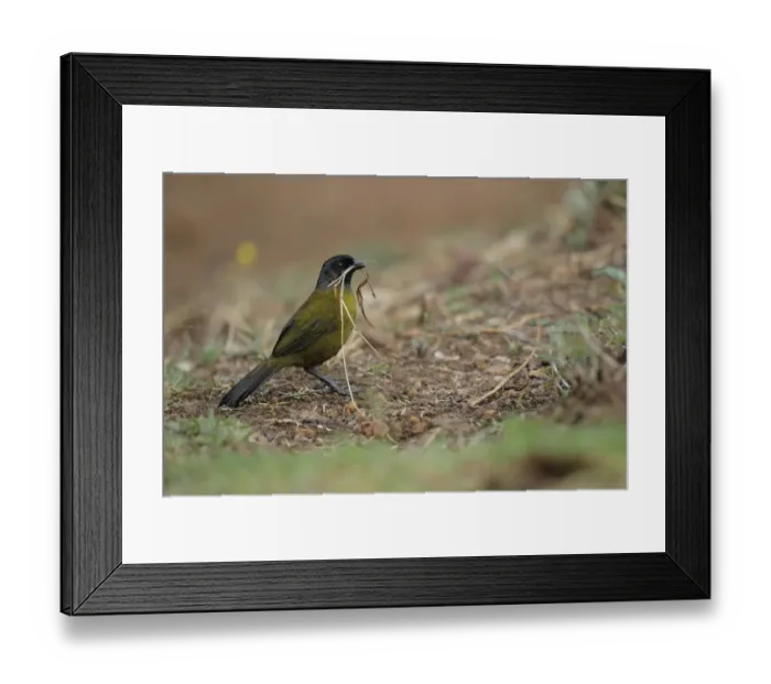 Framed Print : Large-footed Finch (Pezopetes capitalis)