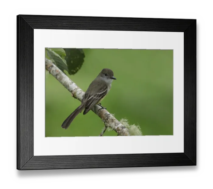 Framed Print : Pale-edged Flycatcher (Myiarchus cephalotes) Framed Print : Pale-edged Flycatcher (Myiarchus cephalotes)