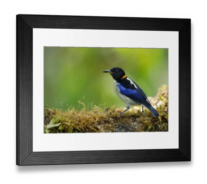 Framed Print : Golden-collared Honeycreeper (Iridophanes pulcherrimus) Framed Print : Golden-collared Honeycreeper (Iridophanes pulcherrimus)