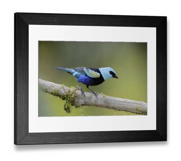 Framed Print : Blue-necked Tanager Framed Print : Blue-necked Tanager