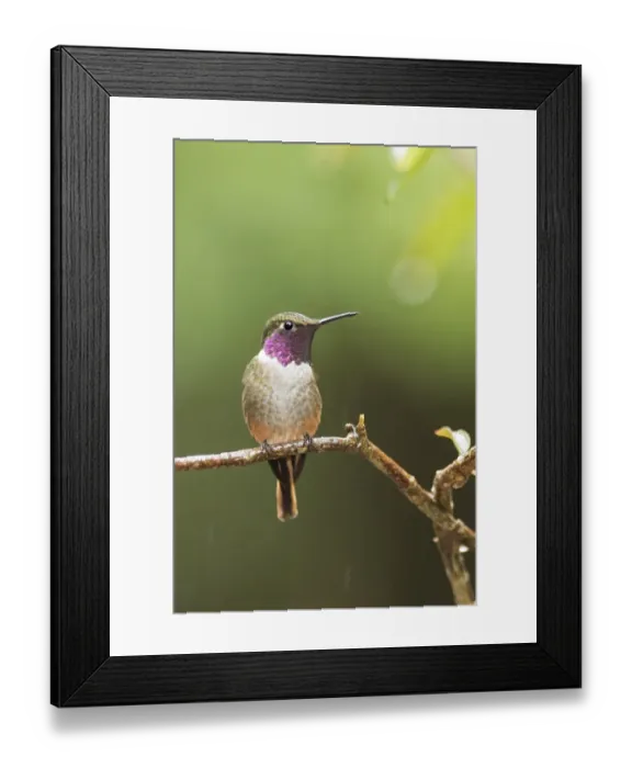 Framed Print : Magenta-throated Woodstar Framed Print : Magenta-throated Woodstar