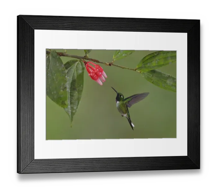 Framed Print : Purple-bibbed Whitetip Framed Print : Purple-bibbed Whitetip