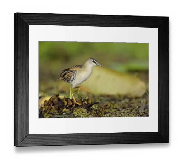 Framed Print : Yellow-breated Crake (Porzana flaviventer) Framed Print : Yellow-breated Crake (Porzana flaviventer)