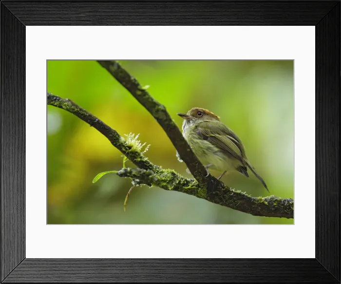 Framed Print : Scale-crested Pygmy-Tyrant Framed Print : Scale-crested Pygmy-Tyrant