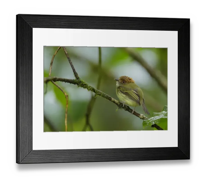Framed Print : Scale-crested Pygmy-Tyrant Framed Print : Scale-crested Pygmy-Tyrant