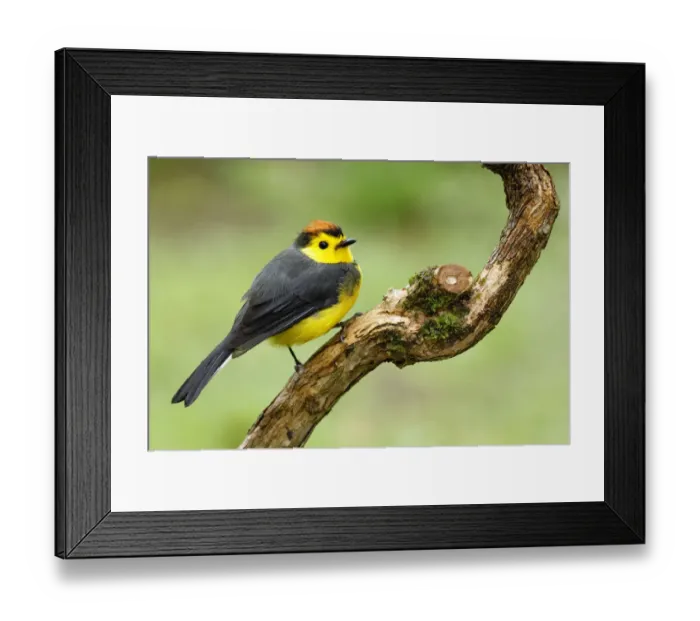 Framed Print : Collared Redstart Framed Print : Collared Redstart