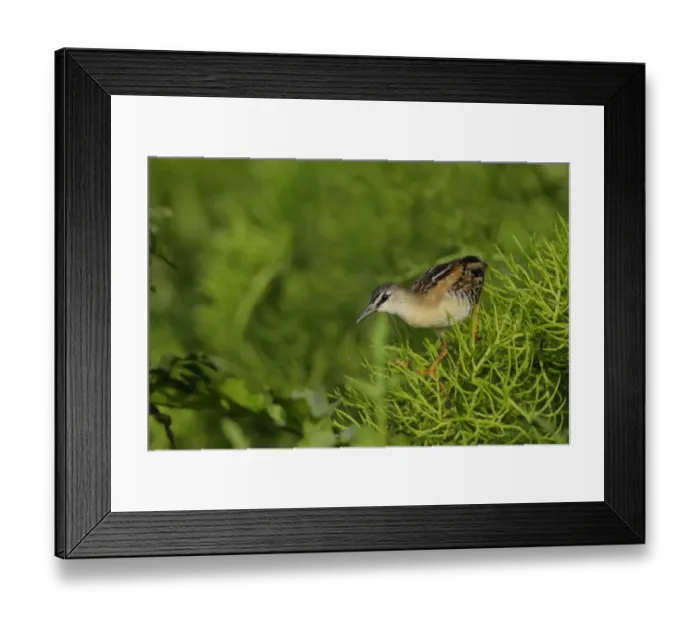 Framed Print : Yellow-breated Crake (Porzana flaviventer) Framed Print : Yellow-breated Crake (Porzana flaviventer)