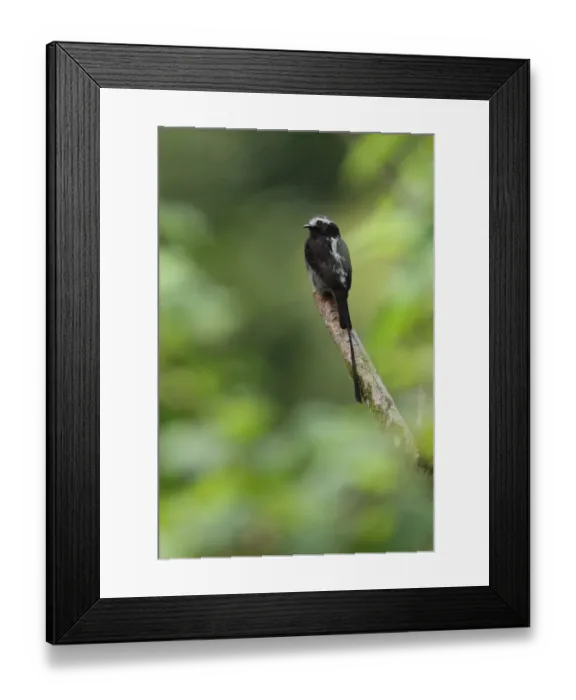 Framed Print : Long-tailed Tyrant Framed Print : Long-tailed Tyrant