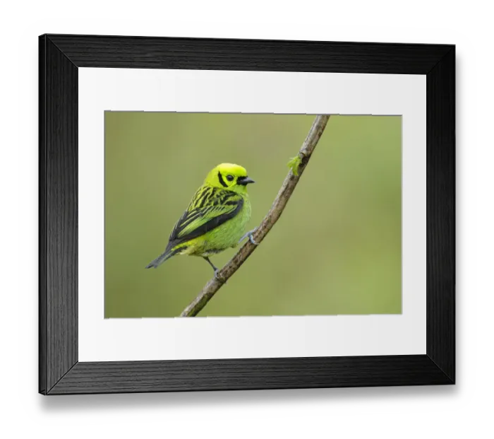 Framed Print : Emerald Tanager Framed Print : Emerald Tanager