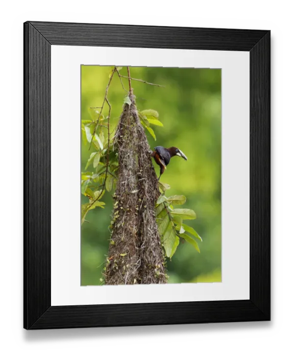 Framed Print : Chestnut-headed Oropendola Framed Print : Chestnut-headed Oropendola