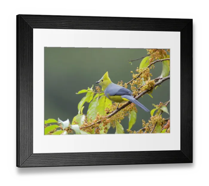 Framed Print : Long-tailed Silky-flycatcher Framed Print : Long-tailed Silky-flycatcher
