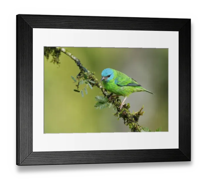 Framed Print : Blue Dacnis Framed Print : Blue Dacnis