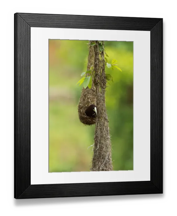 Framed Print : Chestnut-headed Oropendola Framed Print : Chestnut-headed Oropendola