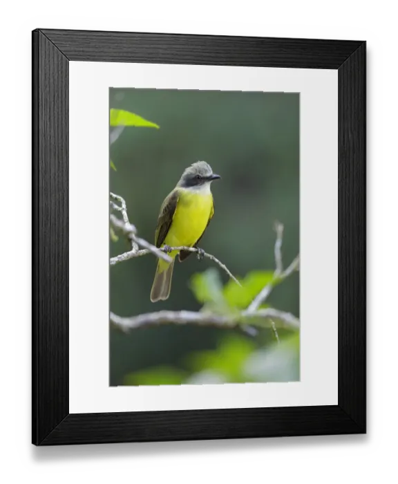 Framed Print : Gray-capped Flycatcher Framed Print : Gray-capped Flycatcher
