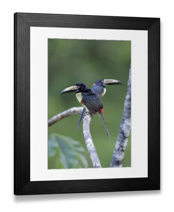 Framed Print : Collared Aracari (Pteroglossus torquatus) resting Framed Print : Collared Aracari (Pteroglossus torquatus) resting