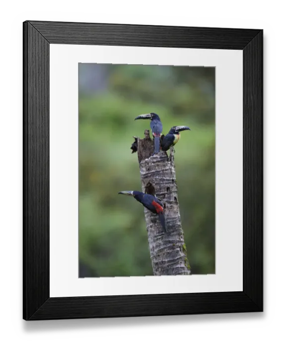 Framed Print : Collared Aracari