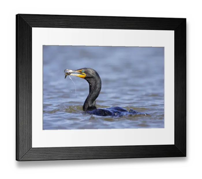 Framed Print : Double-crested Cormorant Framed Print : Double-crested Cormorant