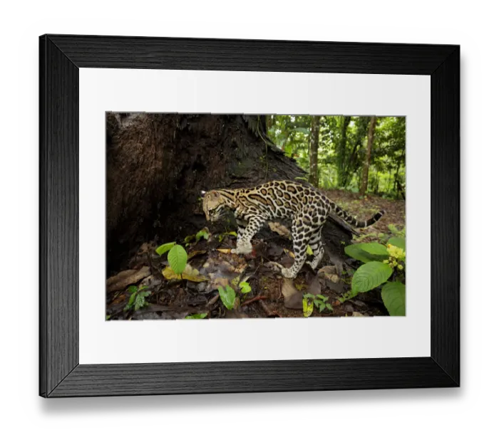 Framed Print : Ocellot (Leopardus pardalis) looking for prey on forest floor Framed Print : Ocellot (Leopardus pardalis) looking for prey on forest floor
