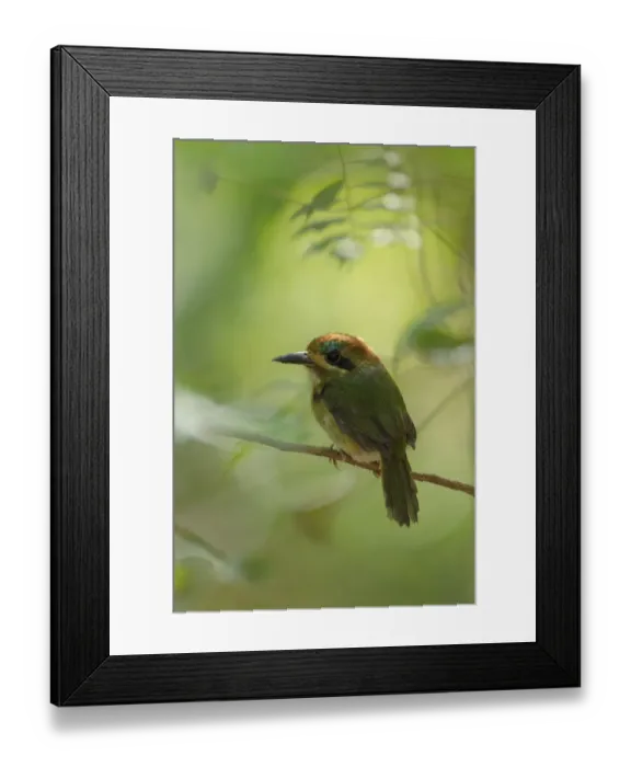 Framed Print : Tody Motmot (Hylomanes momotula) Framed Print : Tody Motmot (Hylomanes momotula)