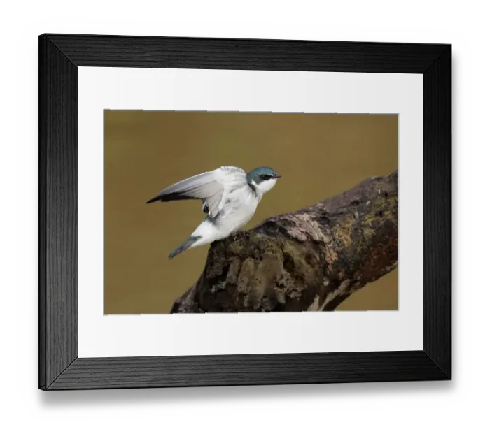 Framed Print : Mangrove Swallow Framed Print : Mangrove Swallow