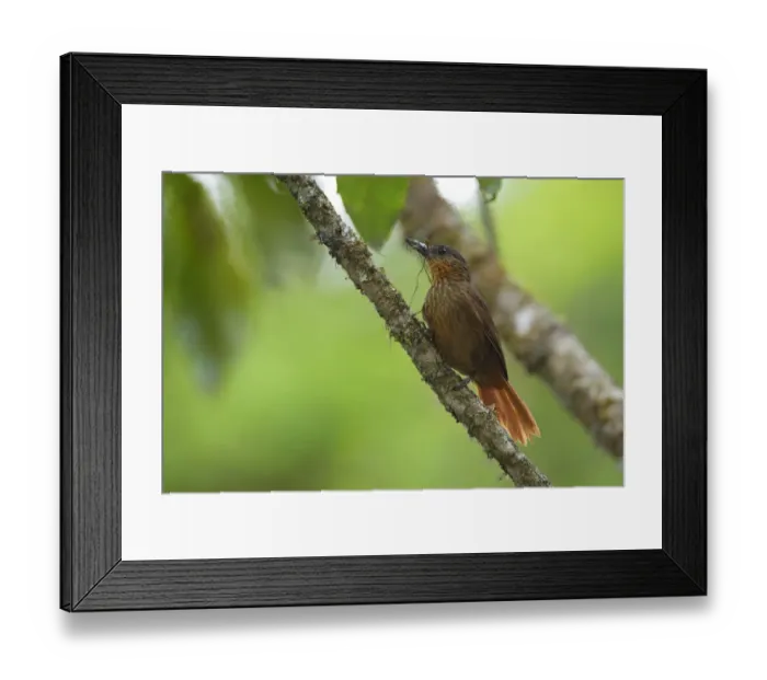 Framed Print : Streak-breasted Treehunter (Thripadectes rufobrunneus) Framed Print : Streak-breasted Treehunter (Thripadectes rufobrunneus)
